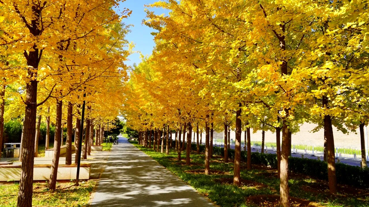 Un arbore de ginkgo de 167 de ani, crescut dintr-o sămânță adusă din China, a fost desemnat arborele anului 2026 în statul australian Victoria, după ce a devenit locul preferat pentru nunți în orașul Geelong