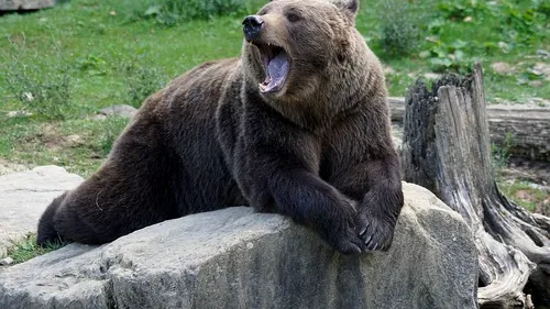 O nouă avertizare Ro-Alert la Sinaia: A fost semnalată prezența unei ursoaice cu pui, în zona Castelului Peleș