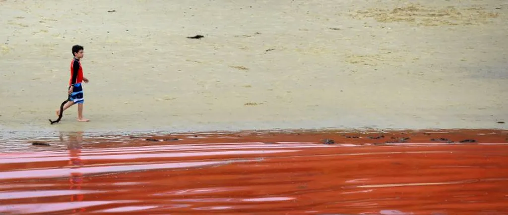 Marea de sânge de pe plajele Australiei. Turiștii, avertizați să stea pe uscat
