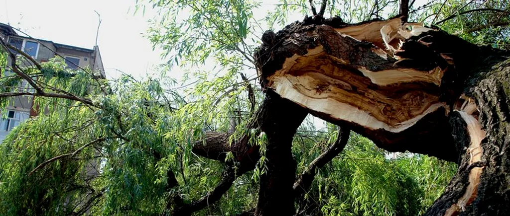 O furtună puternică a doborât copacii pe o suprafață de 55 de hectare