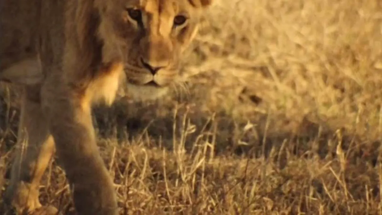 Festivalul de Film PELICAM, de la Tulcea, aduce o premieră mondială. VIDEO