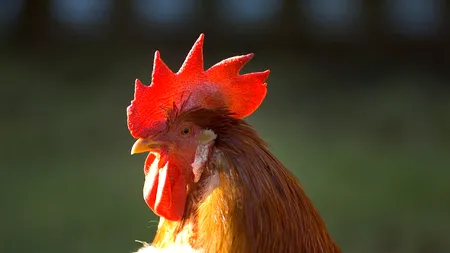 O bătrână a murit după ce a fost atacată de cocoșul ei. Femeia strângea ouăle din coteț. Avertismentul experților