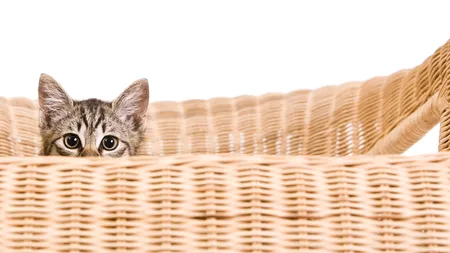 ȘASE BOLI pe care le poți lua de la PISICA TA