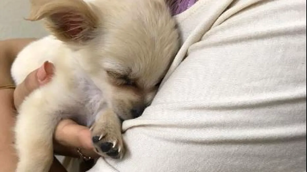 Povestea emoționantă a cățelului abandonat în toaleta unui aeroport scoate la iveală o problemă gravă a societății de azi