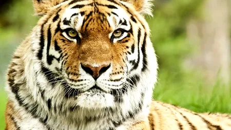 Incident amuzant la un spectacol de circ din Kazahstan. Cum a reacționat un tigru la comanda dresorului