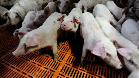 Revine pesta porcină? Trei cazuri de pestă, confirmate la Iași: restricții și măsuri de urgență