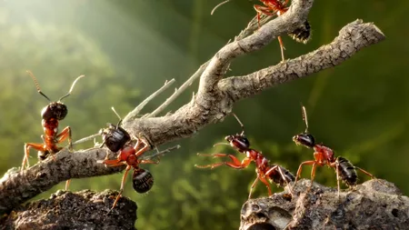 Condimentul pe care îl poți folosi pentru a alunga furnicile din casă