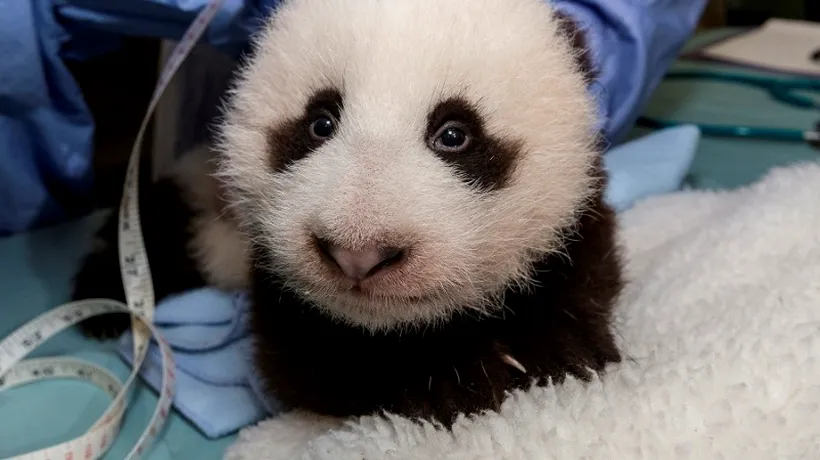 Un pui de panda uriaș este senzația grădinii zoologice din San Diego. Anunțul îngrijitorilor