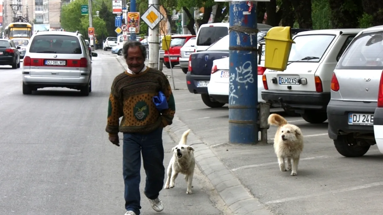 Sectoarele bucureștene în care au avut loc cele mai multe cazuri de mușcături de câini