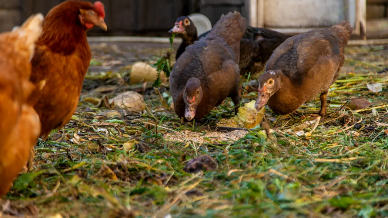 Guvernul limitează numărul păsărilor în curțile oamenilor. Câte păsări și animale pot deține familiile de la sat care nu au apă curentă și canalizare