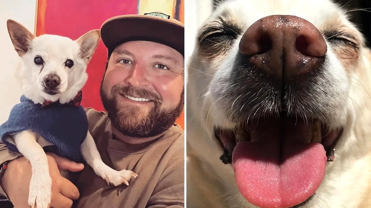 Gino a fost desemnat oficial 