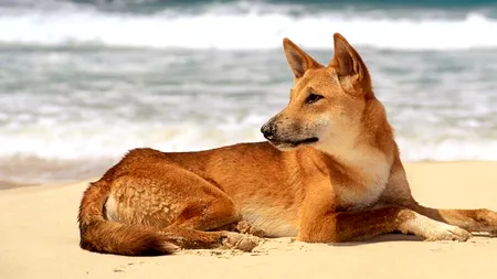 Caz șocant! Un tată a reușit să-și salveze copilul din colții unui câine dingo. Micuțul fusese târât în tufișuri