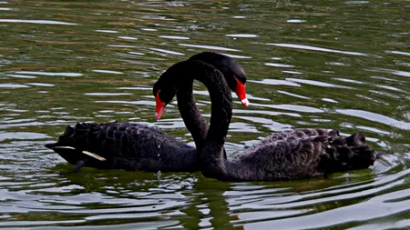 Anul 2015: lebedele negre ale Orientului Mijlociu