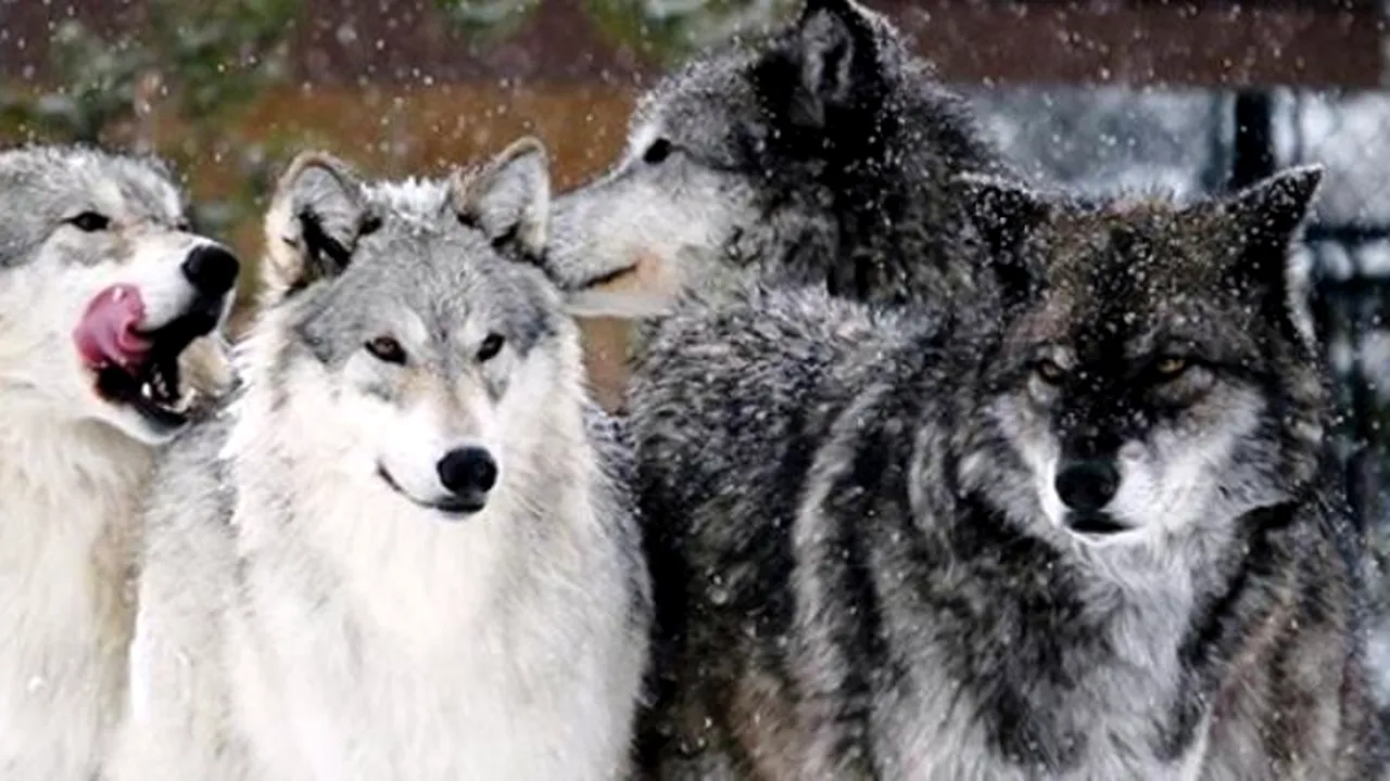 Povestea bărbatului care susține că a trăit alături de lupi timp de 12 ani 