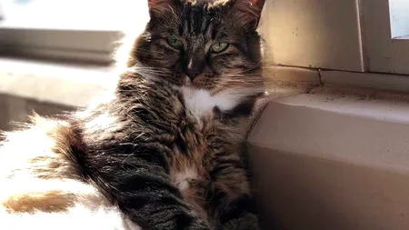 Au adus-o în birou să îi scape de șoareci, dar pisica s-a arătat a fi o adevărată „economistă