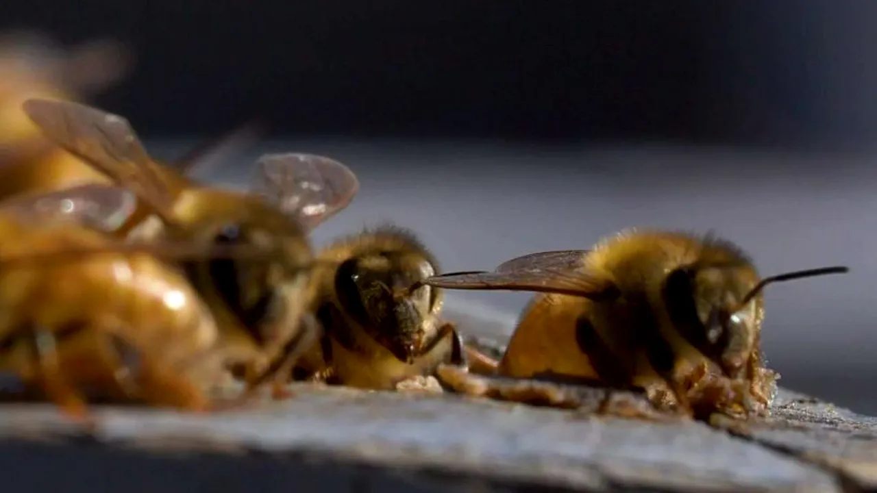 Cercetătorii australieni au descoperit că veninul provenit de la albine ucide rapid celulele canceroase  agresive și greu de tratat
