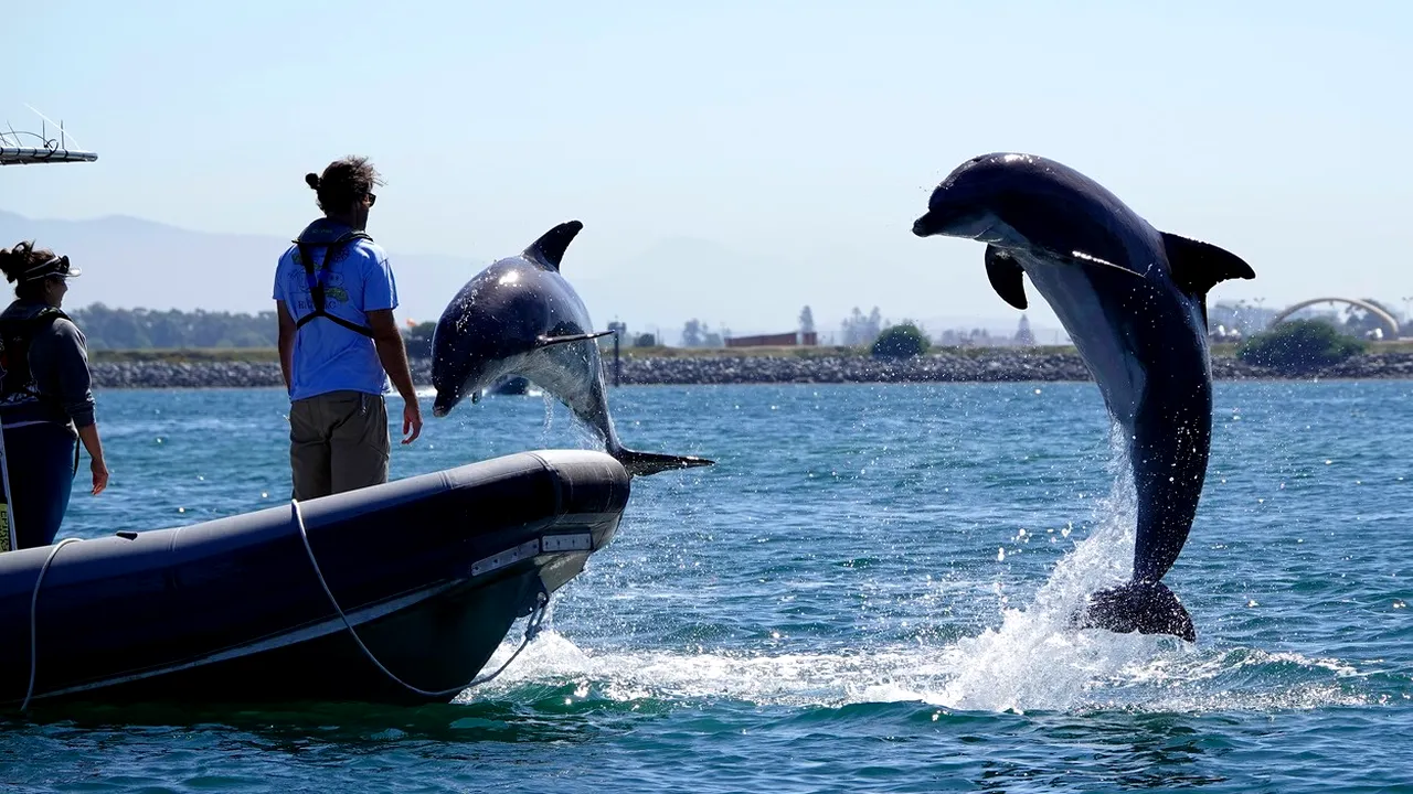 Rusia folosește delfini pentru a depista atacurile subacvatice, la baza navală din Marea Neagră
