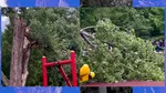 Un copac din Tineretului s-a rupt și a căzut peste un leagăn, în care se afla un copil: „Arborele era verde. Astfel de fenomene nu pot fi anticipate”