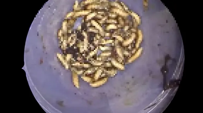 150 de insecte vii au fost îndepărtate din nasul pacientului din Florida