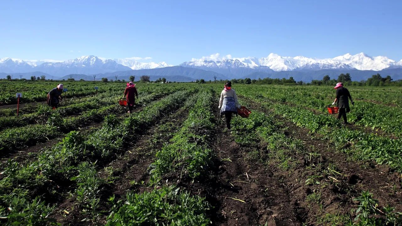 Ce SALARIU primește un român angajat culegător de sparanghel în Germania, acum, în 2023. Suma e imensă!