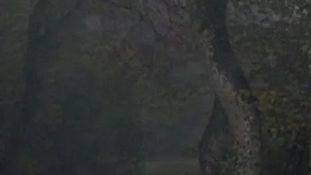 FOTO. O pădure din România, în topul celor mai înspăimântătoare locuri din lume