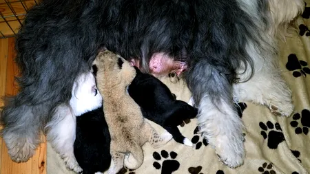 Un pui de leu a fost adoptat de o cățelușă la o grădină zoologică privată din estul Poloniei 