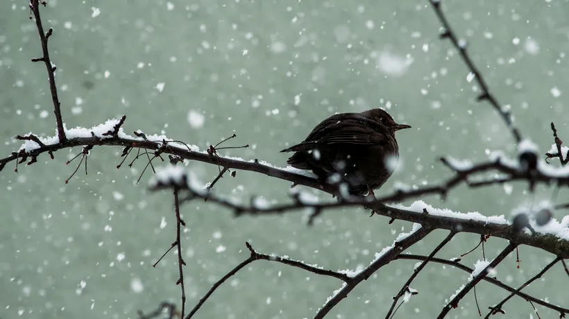 Vremea în România, pe teritoriul țării, în următoarele două săptămâni. Temperaturile scad sub zero grade și se anunță NINSORI