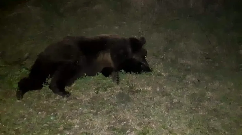 Urs lovit mortal de o mașină, în județul Sibiu