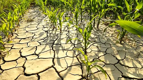 Despăgubiri incomplete: Fermierii afectați de secetă vor primi doar 90% dintre subvenții. Motivul a fost anunțat de un membru al guvernului