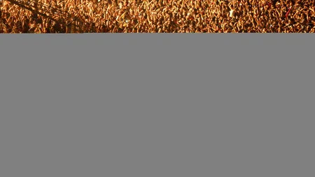 Generația Breaking News