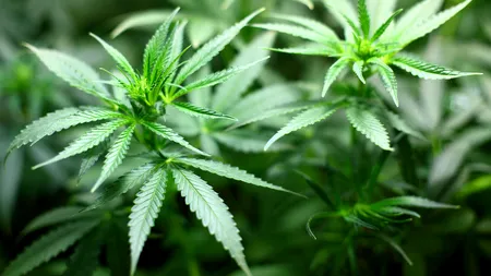 Patru români au fost arestați în Italia pentru trafic de droguri. Polițiștii au găsit peste 500 de kilograme de marijuana și hașiș