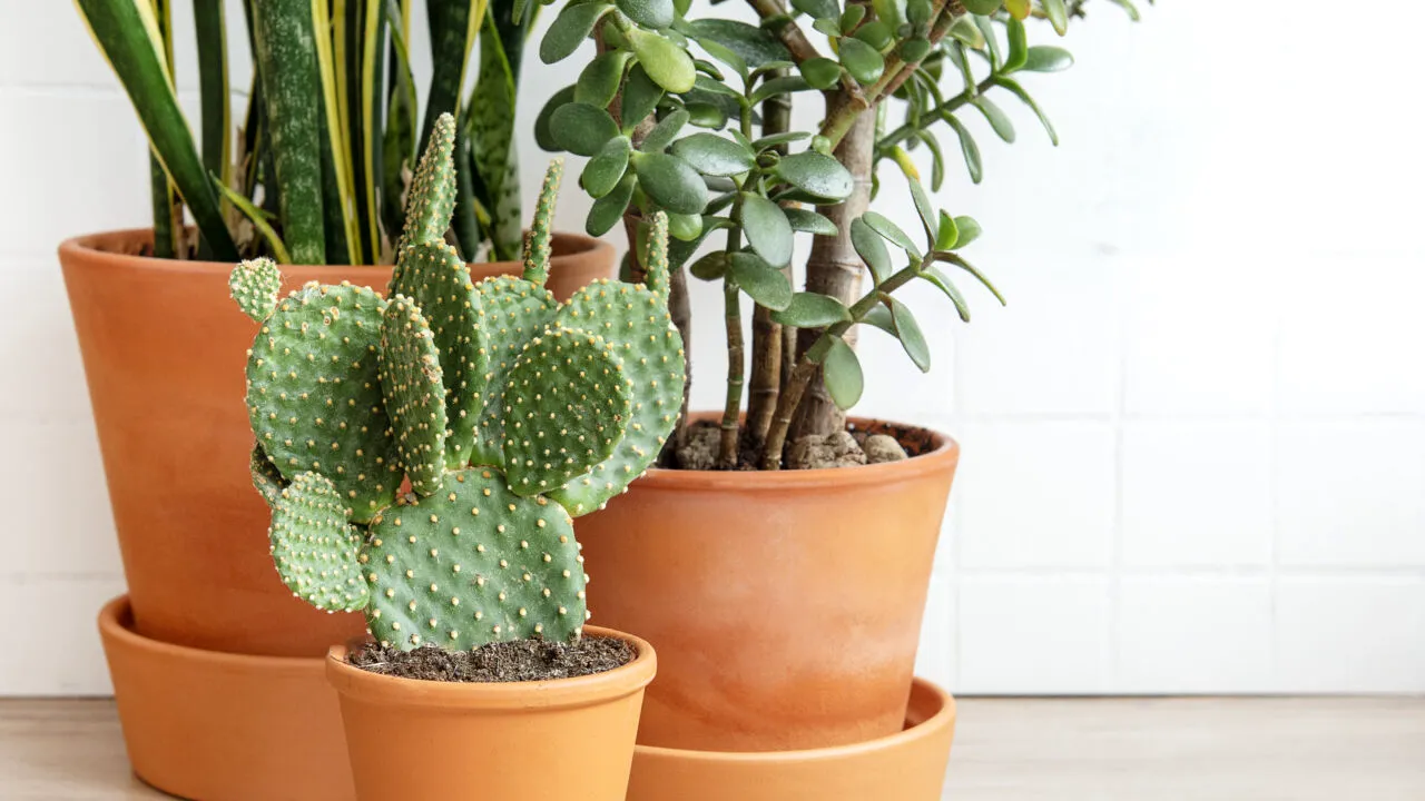 Fructul EXOTIC care îți poate întări imunitatea și reduce colesterolul se găsește într-o plantă neașteptată