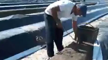 MUNCĂ SEZONIERĂ. Român plecat la cules de sparanghel în Olanda: „Hai, cumnată-mea, arată-ţi talentul!” - VIDEO