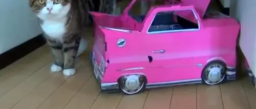Pisica devenită vedetă pe internet are acum și mașină. VIDEO
