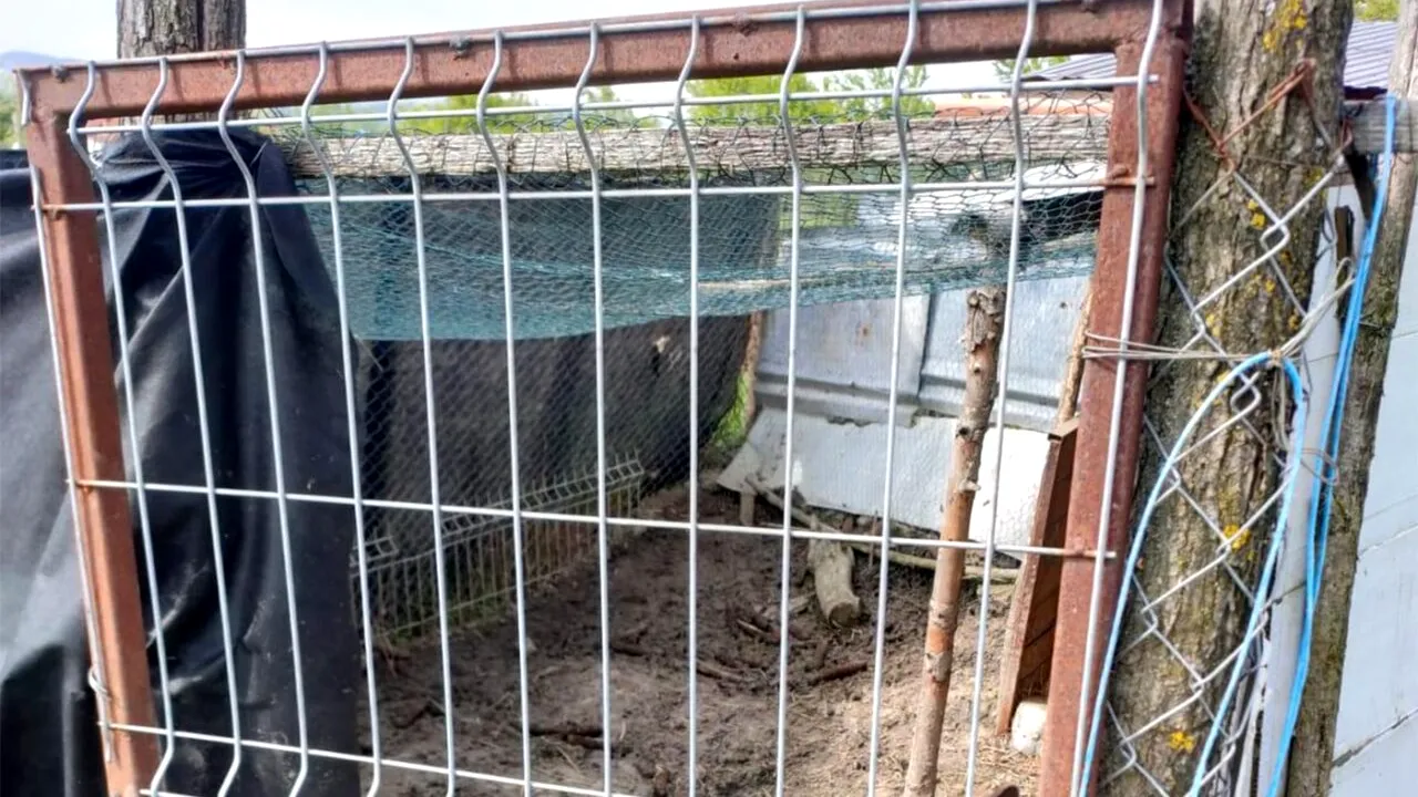 De necrezut ce animal de companie avea un tânăr de 27 de ani din Cluj. A fost amendat cu 1.000 de lei