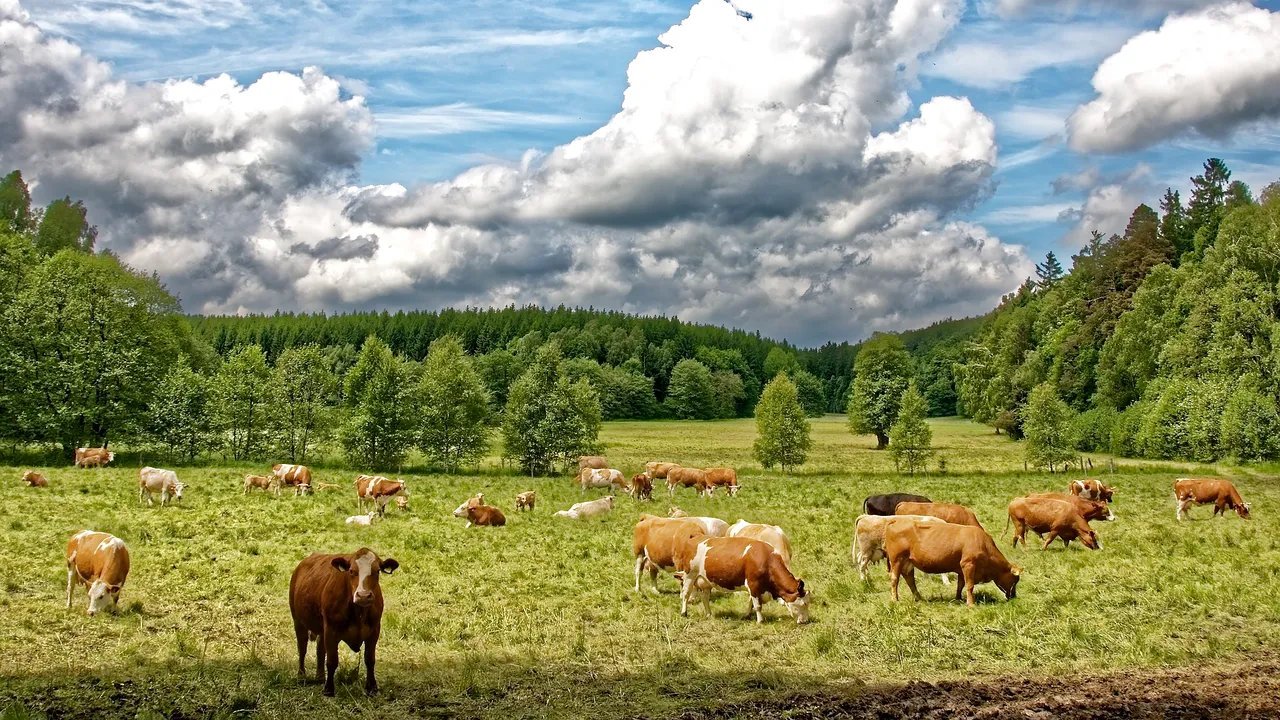 Transhumanță cu probleme. Trei persoane plecate cu vacile în Munții Semenic s-au rătăcit și sunt căutate de autorități