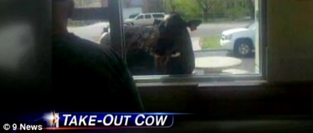 O vacă a fugit de la fermă și s-a oprit în fața unui McDonald's