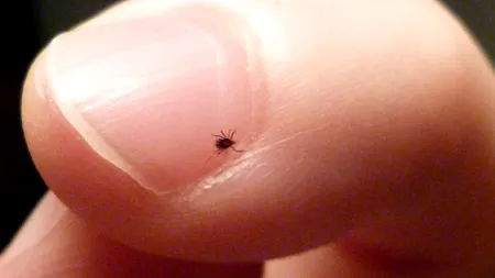 Peste o sută de persoane, mușcate de căpușe în mini-vacanța de 1 mai