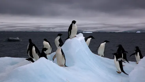 150.000 de pinguini au murit după ce un iceberg gigant i-a lăsat izolați 