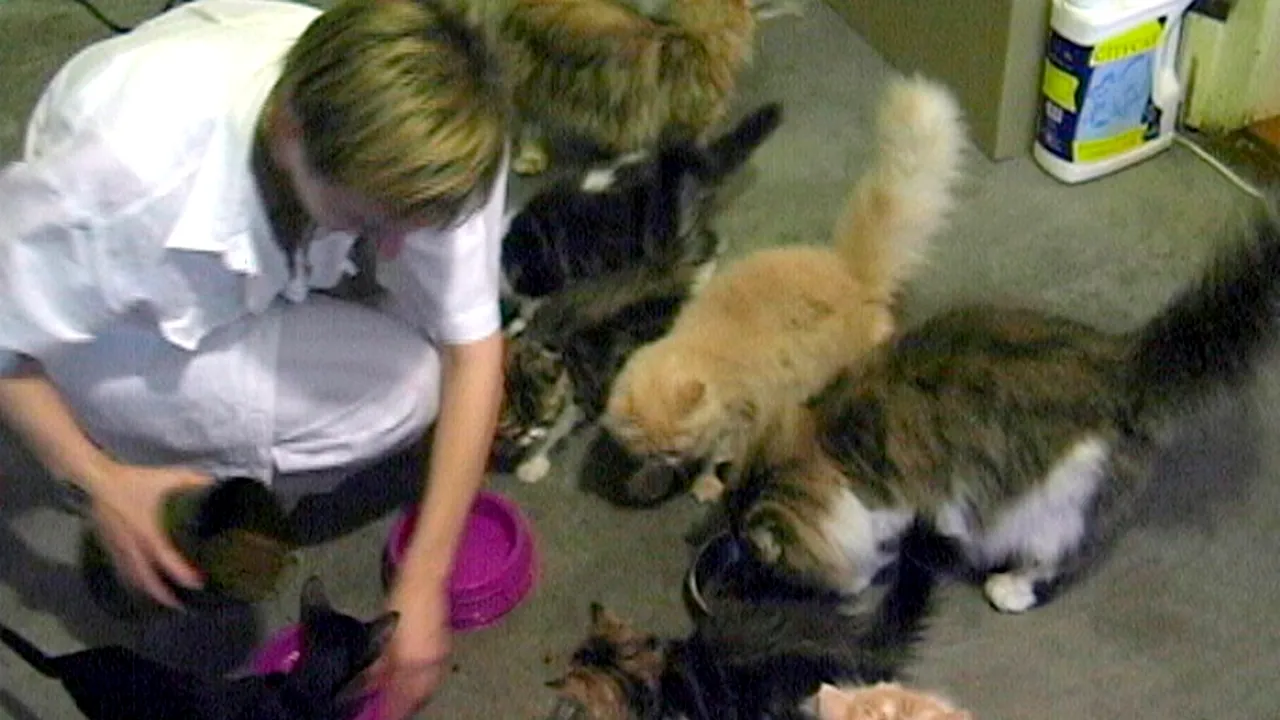 Locatarii blocurilor din Timișoara care dețin mai mult de doi câini sau pisici, amendați cu cel puțin 800 de lei