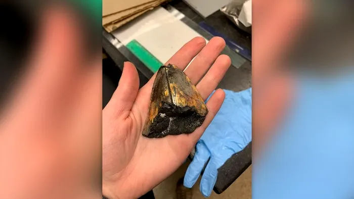 Descoperire extraordinară făcută de un rover care explora, la 3.000 de metri adâncime, un munte subacvatic