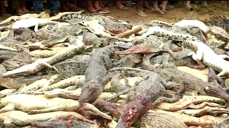 300 de crocodili MASACRAȚI cu bestialitate de o mulțime FURIOASĂ în Indonezia