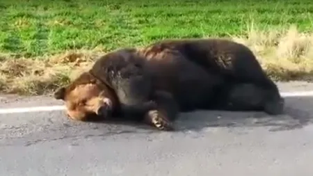 Cazul ursului din Harghita | Orban, despre cum s-au desfășurat lucrurile: Au tergiversat foarte mult luarea deciziei / Ministrul de Interne, despre prefect: A tratat funcția ca pe una cu rol decorativ / Ce spune Vela despre interven'ia jandarmilor