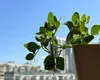 Plantele pe care să le pui pe balcon, dacă bate soarele spre ele. Acestea rezistă la temperaturi caniculare
