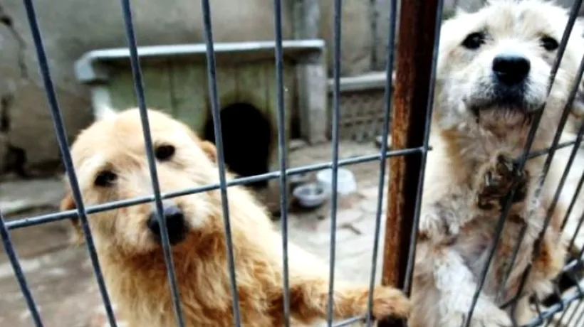 Eutanasierea câinilor fără stăpân ar putea începe săptămâna viitoare, la Timișoara 