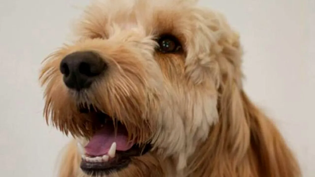 Cum a reușit acest cățel să îi salveze viața unui băiețel cu Sindrom Down. „Nu vreau să mă gândesc ce s-ar fi putut întâmpla dacă nu ar fi fost cățelul acolo