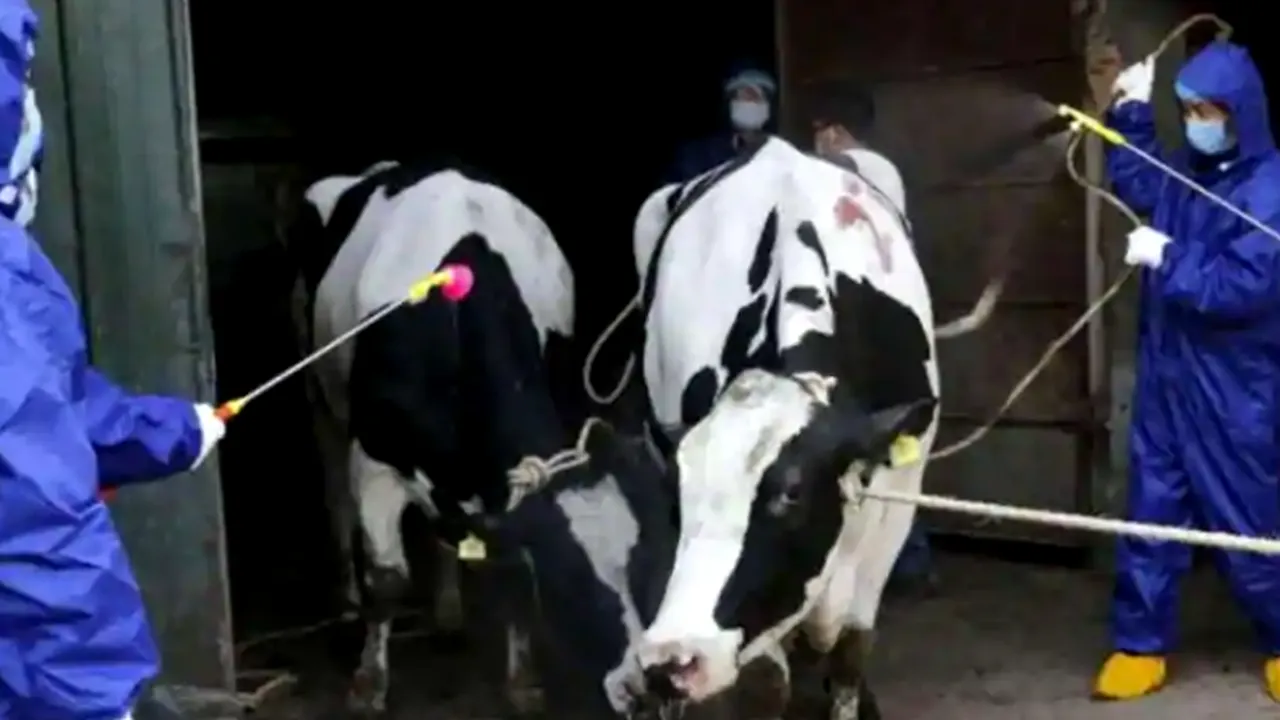 Un incident, produs anul trecut în China, a provocat o epidemie de bruceloză/ Unele simptome pot deveni cronice și nu vor dispărea niciodată