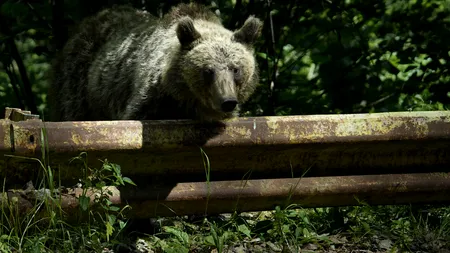 Bărbat din Vâlcea, atacat de urs. A ajuns rănit acasă și a sunat la Salvare