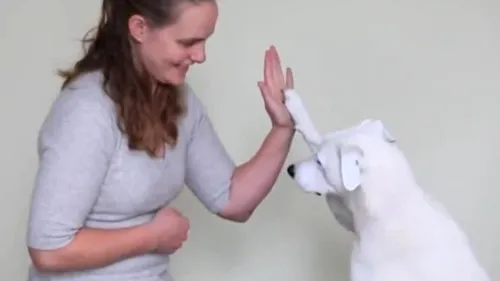 Emoționant. Cum comunică această femeie cu câinele ei surd. VIDEO