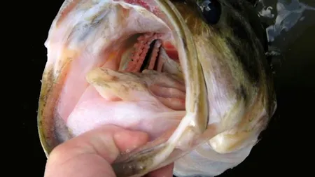 Ce a găsit un pescar din Norvegia în burta unui pește. 